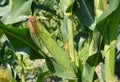 Planting, Growing and Harvesting Sweet Corn Royalty Free Stock Photo