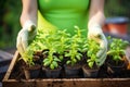 Planting herbs and seedlings in the home garden. Woman planting flowers in the soil, close up. Spring and summer gardening, Royalty Free Stock Photo