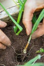 Planting herbs in the soil Royalty Free Stock Photo