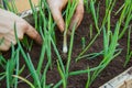 Planting herbs in the soil Royalty Free Stock Photo