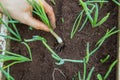 Planting herbs in the soil Royalty Free Stock Photo