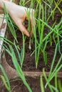 Planting herbs in the soil Royalty Free Stock Photo