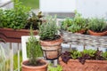 Planting herbs and vegetables