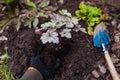 Planting heuchera color dream into soil. Gardener plants coral bells in ground adding biohumus in fall garden