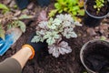 Planting heuchera color dream into soil. Gardener plants coral bells in ground in fall garden. Autumn landscaping