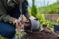 Planting heuchera color dream into soil. Gardener plants coral bells in ground in fall garden. Autumn landscaping