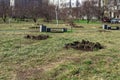 Planting holes and a soil heaps on the lawn prepared for a tree planting