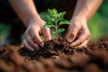 Planting hope Hands nurturing young trees for a greener future