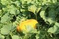 Huge yellow pumpkin