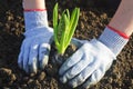 Planting a hyacinthus Royalty Free Stock Photo