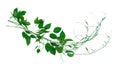 Planting ivy, climbing vines on a wooden frame on a white background with copy space. Royalty Free Stock Photo