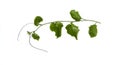 Planting ivy, climbing vines on a wooden frame on a white background with copy space. Royalty Free Stock Photo