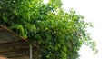 Planting ivy, climbing vines on a wooden frame on a white background with copy space. Royalty Free Stock Photo