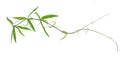 Planting ivy, climbing vines on a wooden frame on a white background with copy space.