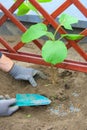 Planting a kiwi plant