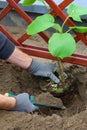 Planting a kiwi plant