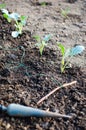 Planting kohlrabi seedlings