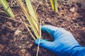 Planting a lemon grass in the garden Royalty Free Stock Photo