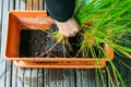 Planting lemongrass Royalty Free Stock Photo