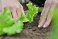 Planting lettuce