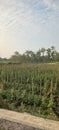 Planting Long Bean Vegetables in the Fields Royalty Free Stock Photo