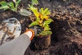 Planting magnolia into soil. Gardener puts small tree in hole dug out with shovel in fall garden Royalty Free Stock Photo