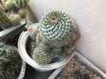 Planting Mammillaria or Pincushion cactus.