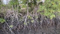Planting mangrove forests, mangrove forests to preserve the soil surface.