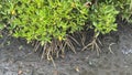 Planting mangrove forests, mangrove forests to preserve the soil surface.