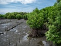 Planting mangrove forests to reduce the impact of coastal erosion and reduce global warming at Thailand