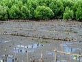 Planting mangrove forests to reduce the impact of coastal erosion and reduce global warming at Thailand