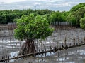 Planting mangrove forests to reduce the impact of coastal erosion and reduce global warming at Thailand