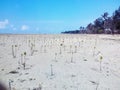Planting mangrove trees on Pagerungan beach