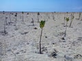 Planting mangrove trees on Pagerungan beach 3