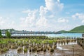 Planting mangroves replacement. This reduces the problem of coastal erosion and create habitat Royalty Free Stock Photo