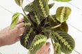 Planting Maranta Leuconeura prayer plant, Fascinator Tricolor, in a pot. Royalty Free Stock Photo