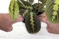 Planting Maranta Leuconeura prayer plant, Fascinator Tricolor, in a pot. Royalty Free Stock Photo