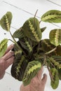 Planting Maranta Leuconeura prayer plant, Fascinator Tricolor, in a pot. Royalty Free Stock Photo