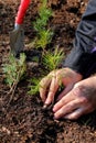 Planting a new forest