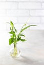 Planting new plants. Cuttings and shoots of spathiphyllum plants standing in water for root growth. Spathiphyllum seedlings at Royalty Free Stock Photo