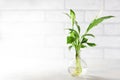 Planting new plants. Cuttings and shoots of spathiphyllum plants standing in water for root growth. Spathiphyllum seedlings at Royalty Free Stock Photo