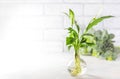 Planting new plants. Cuttings and shoots of spathiphyllum plants standing in water for root growth. Spathiphyllum seedlings at Royalty Free Stock Photo