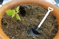 Planting new trees with gardening tools in home. seedling, farm equipments. Royalty Free Stock Photo