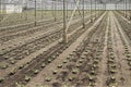 Planting new young andive plants Royalty Free Stock Photo