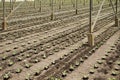 Planting new young andive plants Royalty Free Stock Photo