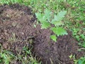 planting an oak tree to reforest the forest. small oak tree planted Royalty Free Stock Photo