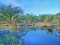 Planting oil palm trees in wetlands as an effort to turn them into productive land