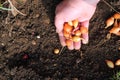 Planting onion sets into the ground.