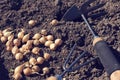 Planting onion sets with hand gardening tools