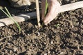 Planting onion water Royalty Free Stock Photo